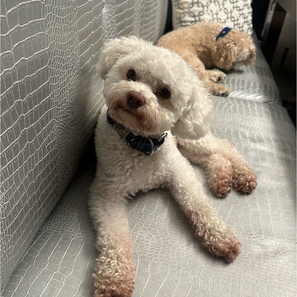 Meet your Posher, Trudy - Picture 1 of 1